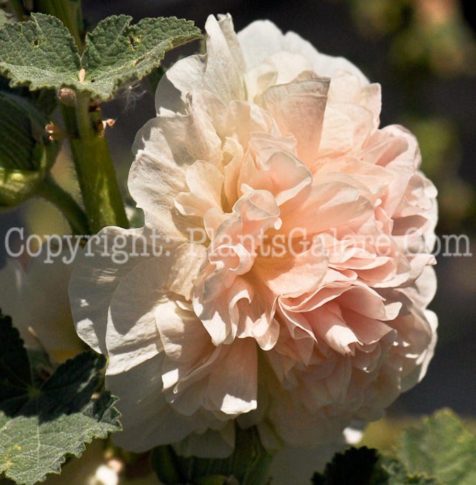PGC-P-Alcea-rosea-Chaters-Double-Pink-1