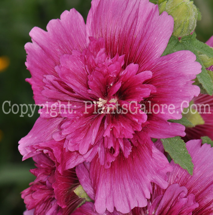 PGC-P-Alcea-rosea-Chaters-Double-Pink-2010-001