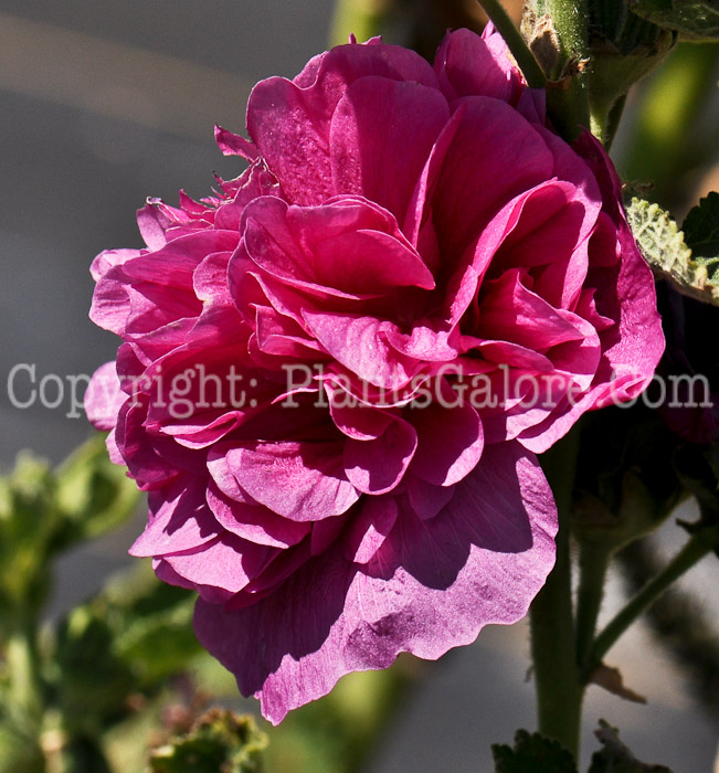 PGC-P-Alcea-rosea-Chaters-Double-Violet-1