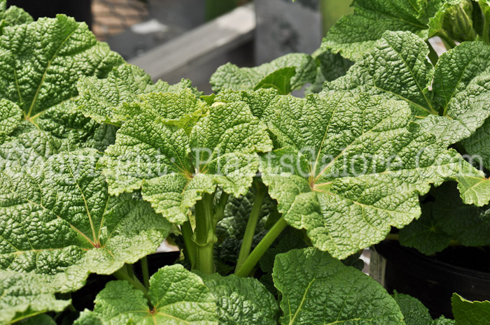 PGC-P-Alcea-rosea-Chaters-Double-Yellow-2010-001