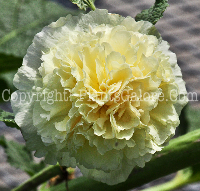 PGC-P-Alcea-rosea-Chaters-Double-Yellow-aka-Hollyhock-813-2