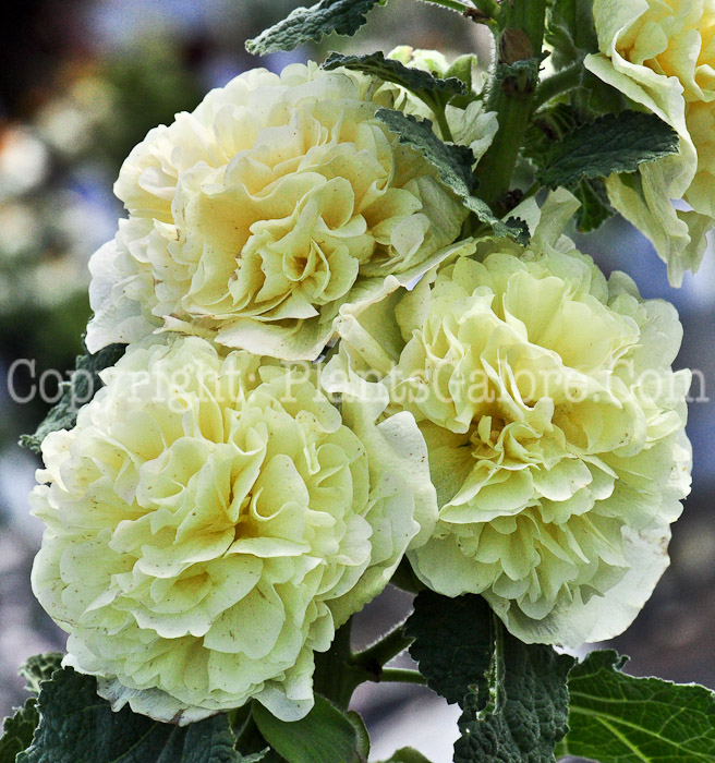 PGC-P-Alcea-rosea-Chaters-Double-Yellow-aka-Hollyhock-813-3