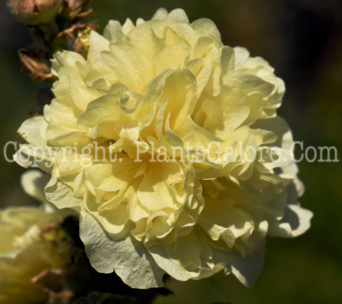 PGC-P-Alcea-rosea-Chaters-Yellow-1