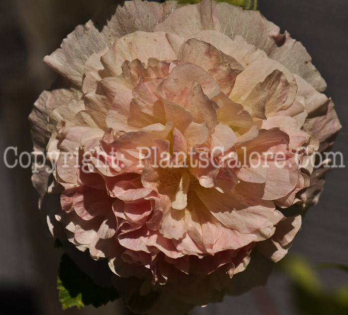 PGC-P-Alcea-rosea-Peaches-and-Dreams-2010-002