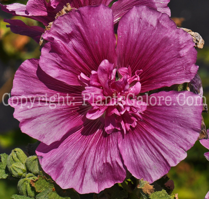 PGC-P-Alcea-rosea-Queeny-Purple-1