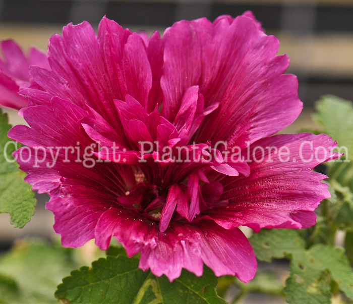 PGC-P-Alcea-rosea-Queeny-Purple-8-2012-2