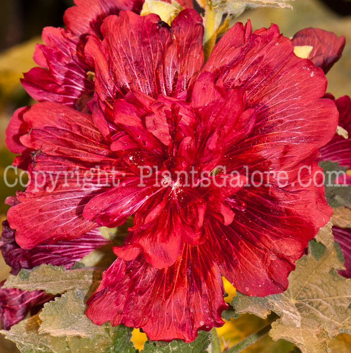 PGC-P-Alcea-rosea-Spring-Celebration-Crimson-0514j-1