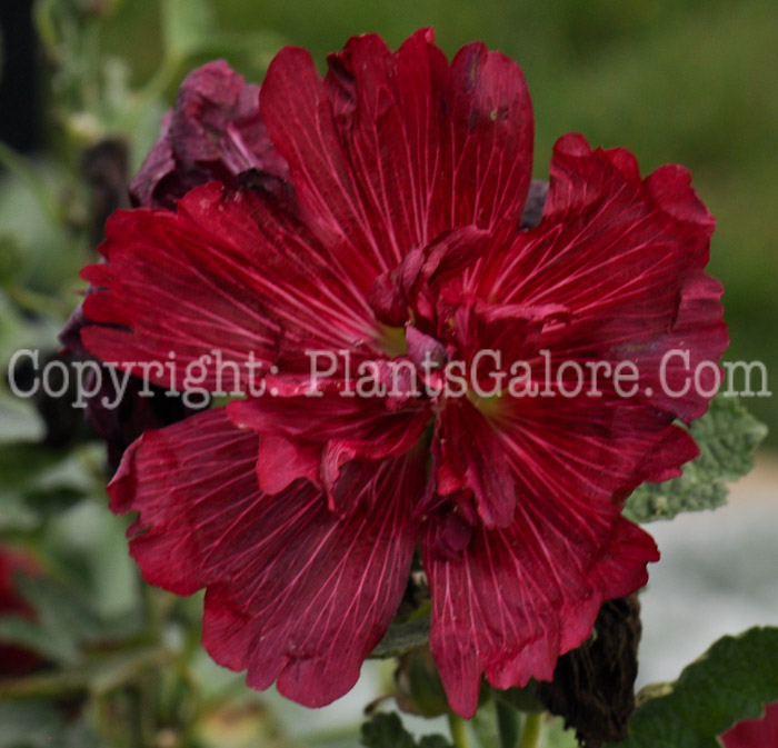 PGC-P-Alcea-rosea-Spring-Celebrities-Crimson-2010-001