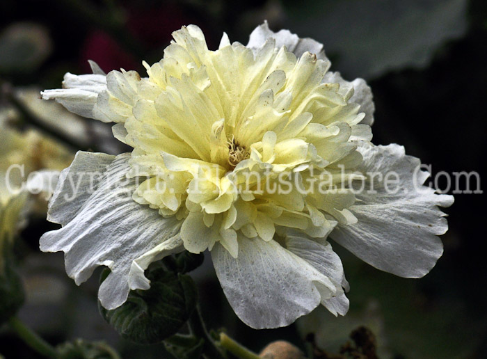 PGC-P-Alcea-rosea-Spring-Celebrities-Lemon-2010-002