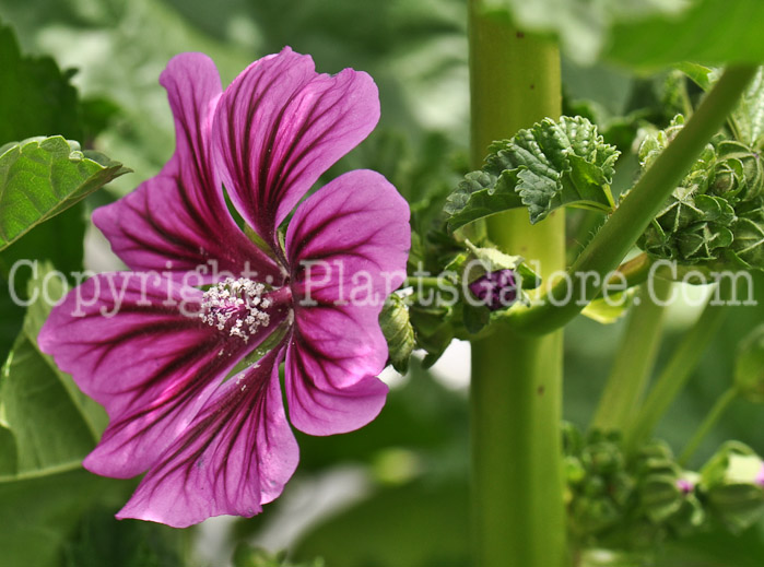 PGC-P-Alcea-rosea-Zebrina-2010-003