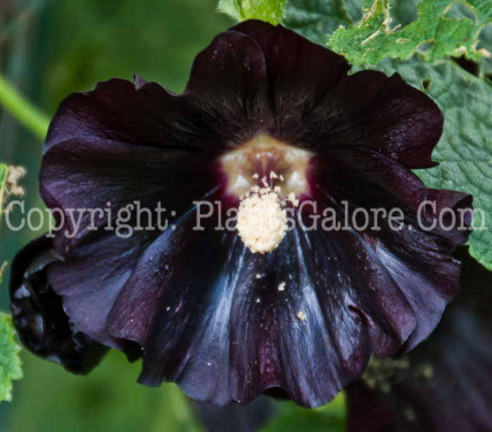 PGC-P-Alcea-rosea-aka-Hollyhock-0714-2