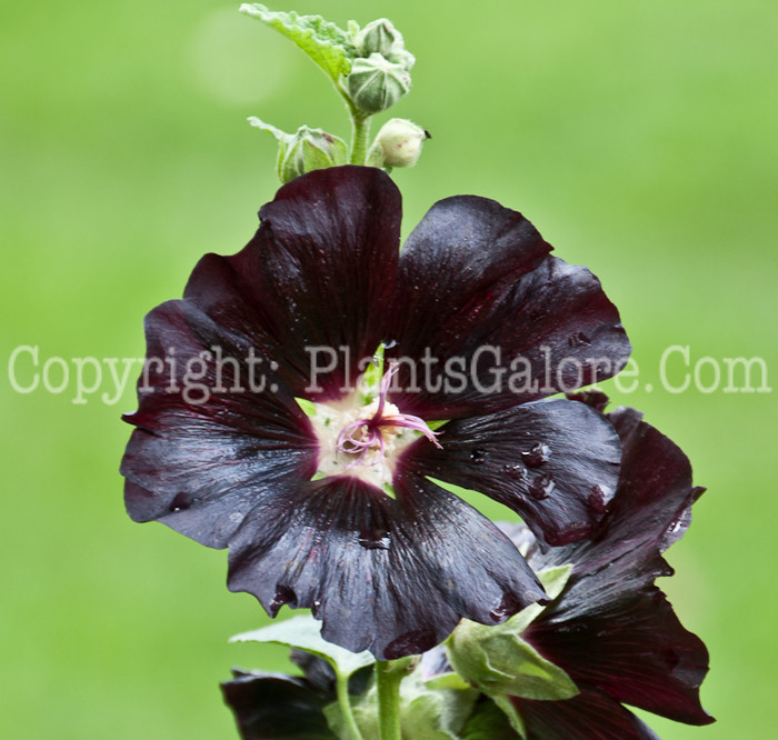 PGC-P-Alcea-rosea-aka-Hollyhock-0814-2