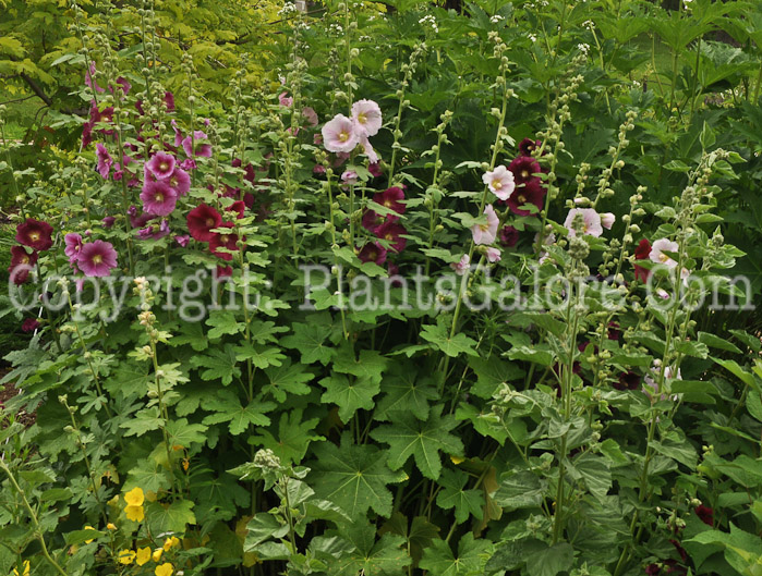 PGC-P-Alcea-rosea-aka-Hollyhock-3