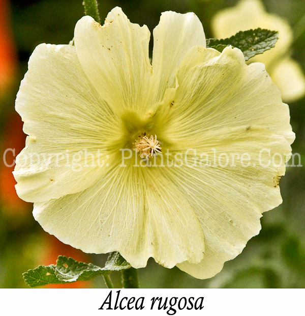 PGC-P-Alcea-rugosa-aka-Russian-Hollyhock-3