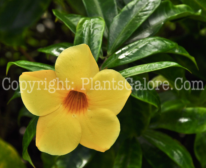 PGC-S-Allamanda-cathartica-aka-Allamanda-2013-2