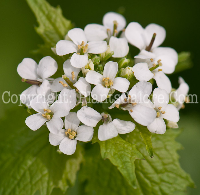 PGC-BI-Alliaria-petiolata-aka-Garlic-Mustard-0514e-1