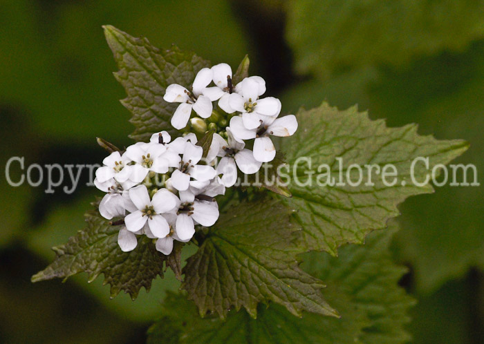 PGC-BI-Alliaria-petiolata-aka-Garlic-Mustard-11