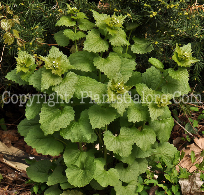 PGC-BI-Alliaria-petiolata-aka-Garlic-Mustard-3