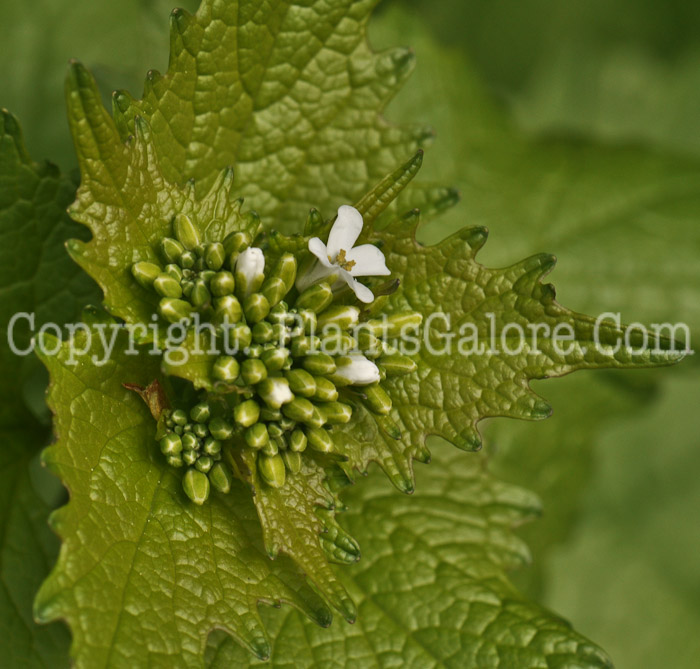 PGC-BI-Alliaria-petiolata-aka-Garlic-Mustard-4