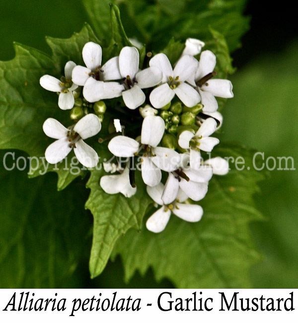 PGC-BI-Alliaria-petiolata-aka-Garlic-Mustard-7-Edit