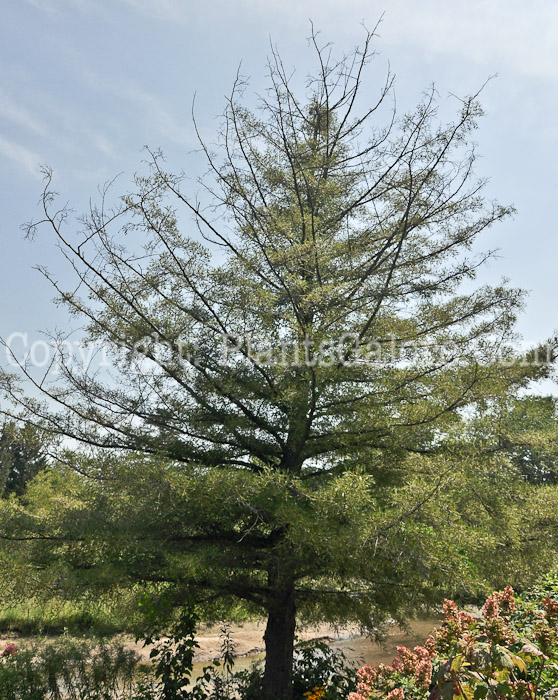 PGC-T-Alnus-erutinosa-Imperialis-2012 (2 of 3)