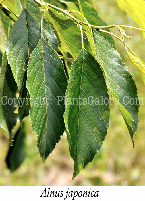 PGC-T-Alnus-japonica-aka-Japanese-Alder-3-Edit