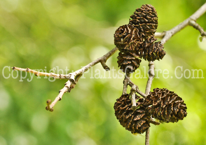 PGC-T-Alnus-japonica-aka-Japanese-Alder-5