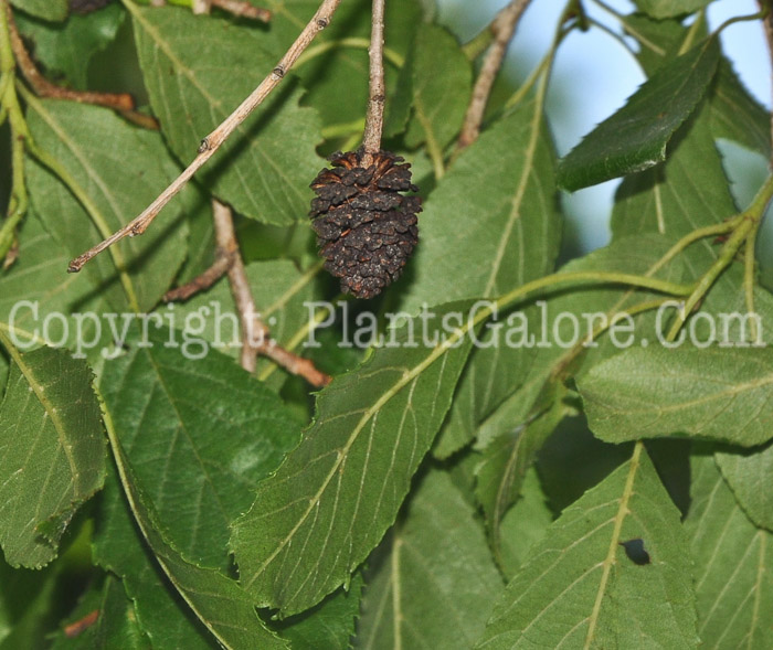 PGC-T-Alnus-japonica-aka-Japanese-Alder-6