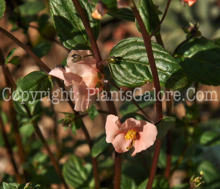 PGC-P-Alonsoa-meridionalis-Apricot-aka-Mask-Flower-1
