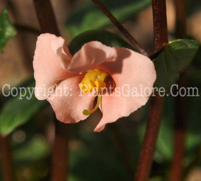 PGC-P-Alonsoa-meridionalis-Apricot-aka-Mask-Flower-2