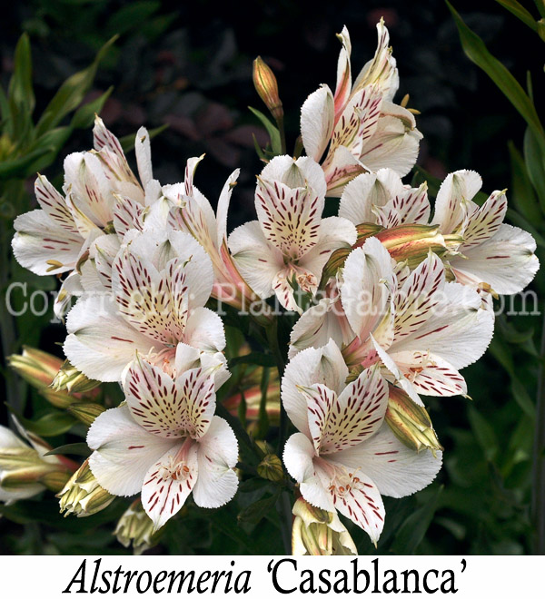 PGC-P-Alstroemeria-Casablanca-aka-Peruvian-Lily-002-Edit