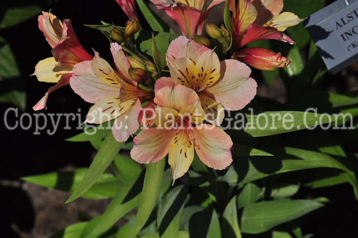 PGC-P-Alstroemeria-Inca-Ice-813d-1