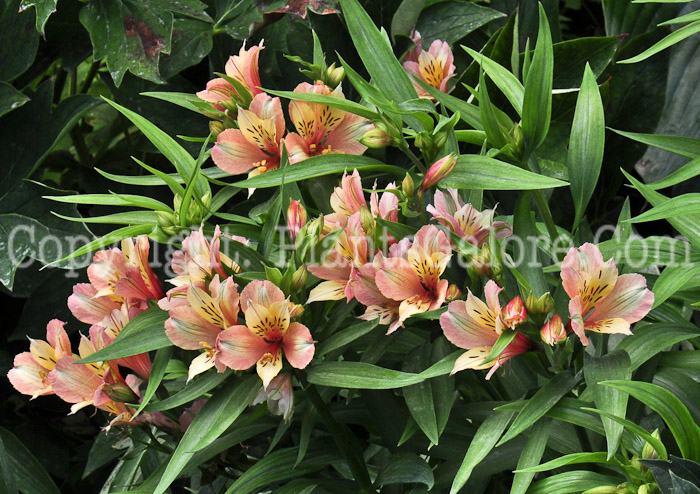 PGC-P-Alstroemeria-Inca-Ice-813r-2