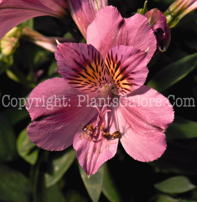 PGC-P-Alstroemeria-Lilian-aka-Peruvian-Lily-001