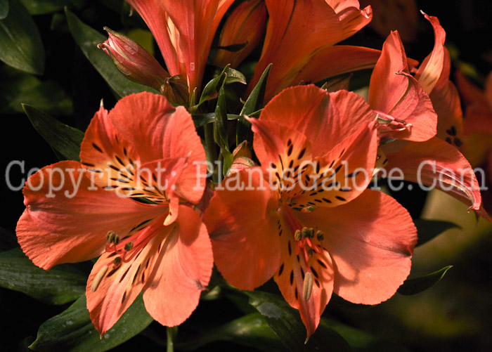 PGC-P-Alstroemeria-Mathilde-aka-Peruvian-Lily-001