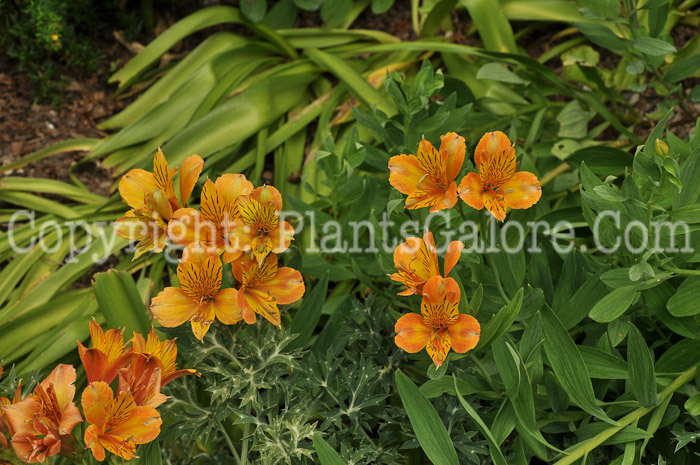 PGC-P-Alstroemeria-Third-Harmonic-aka-Peruvian-Lily-001