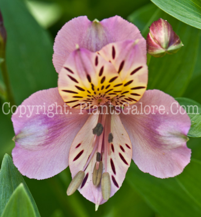 PGC-P-Alstroemeria-aurantiaca-0514d-3