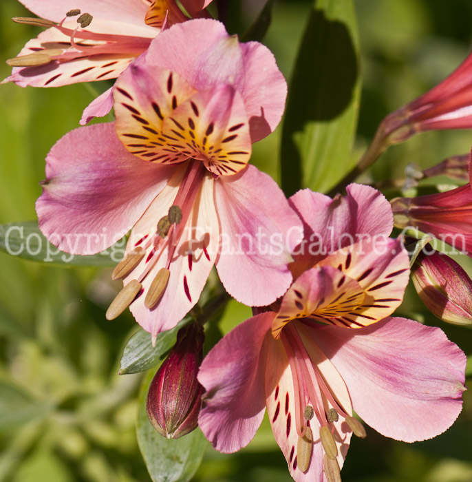 PGC-P-Alstroemeria-aurantiaca-0514d-5