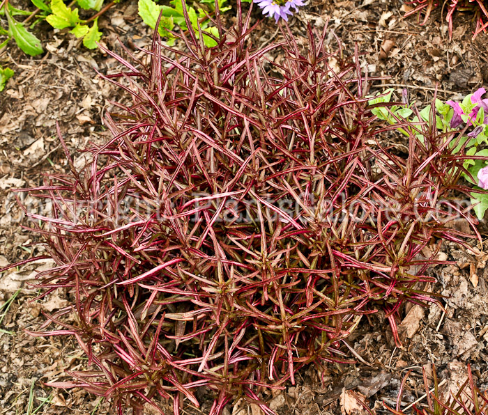 PGC-P-Alternanthera-ficoidea-aka-Copperleaf-1