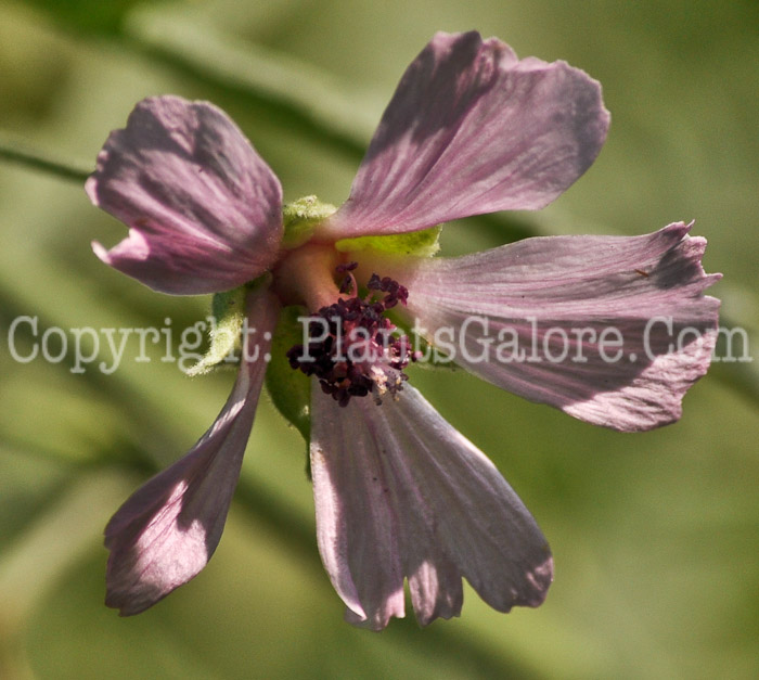 PGC-P-Althaea-cannabina-aka-Hemp-Mallow-1