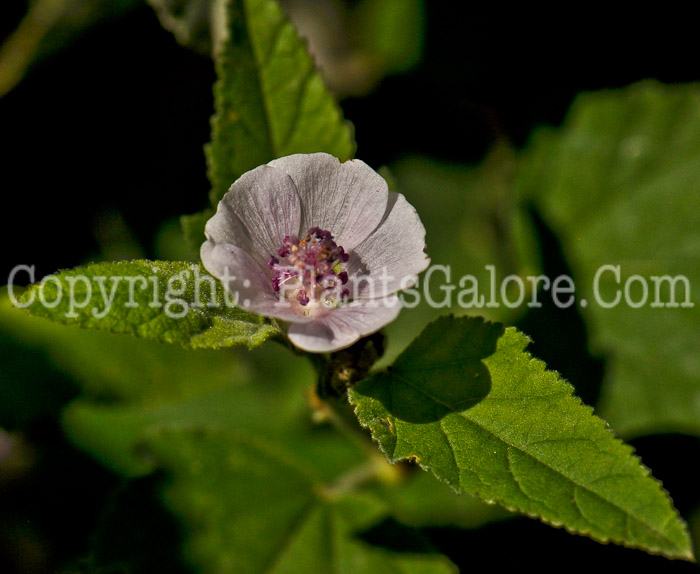 PGC-P-Althaea-officinalis-aka-Marsh-Mallow-1