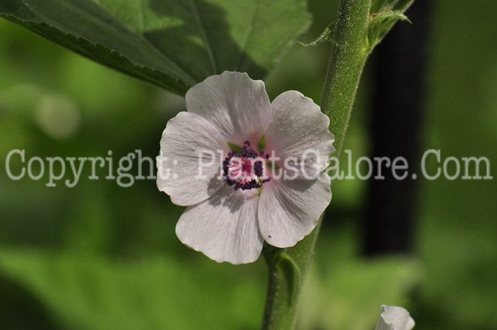 PGC-P-Althaea-officinalis-aka-Marsh-Mallow-713-1