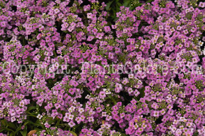 PGC-P-Alyssum-Pink-2011-02