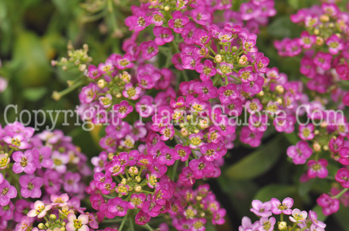 PGC-P-Alyssum-Wonderland-Copper-2011-02