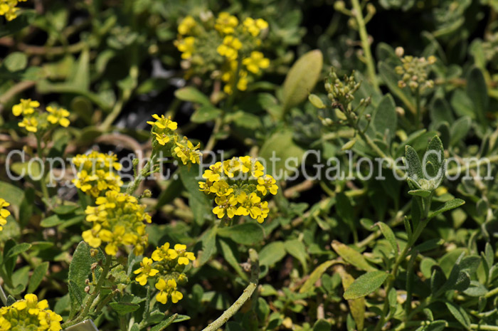 PGC-P-Alyssum-montanum-Luna-2010-006