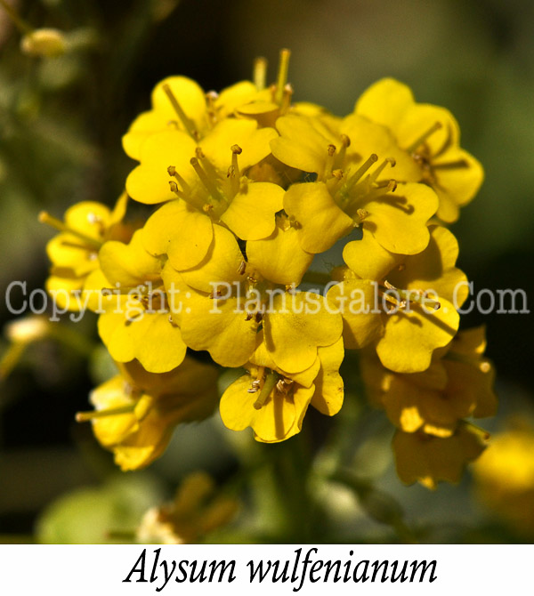 PGC-P-Alyssum-wulfenianum-aka-Alpine-Alyssum-3