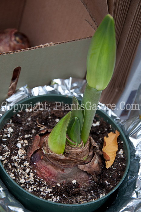 PGC-B-Amaryllis-belladonna-1213-3