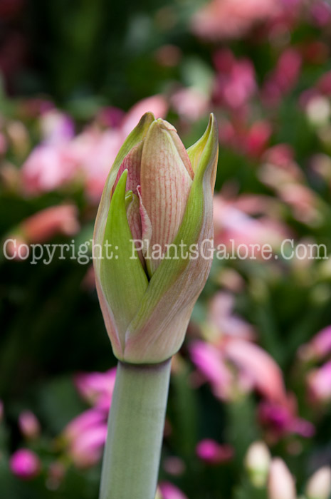 PGC-B-Amaryllis-belladonna-1213-7