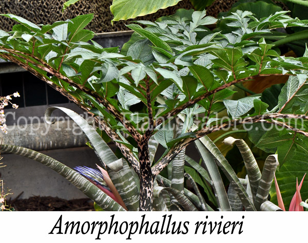 PGC-P-Amorphophallus-rivieri-aka-Voodoo-Lily-2-Edit