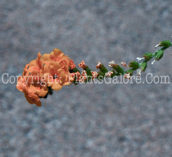 PGC-A-Amsinckia-grandiflora-aka-Large-Flowered-Fiddleneck-2